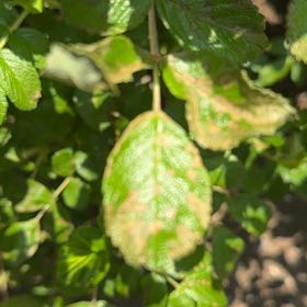 Photo of the plant species Edith's DarlingTM Shrub Rose by @YesOmnom22 named Denali on Greg, the plant care app