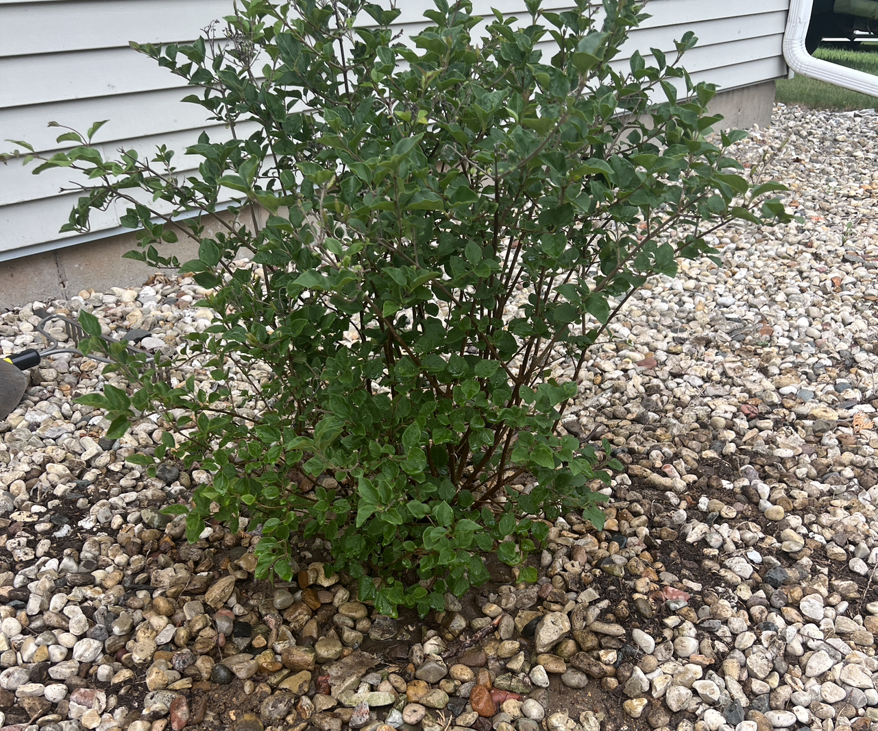 Photo of the plant species Dwarf korean lilac by @UnerringPrasium named Stella on Greg, the plant care app