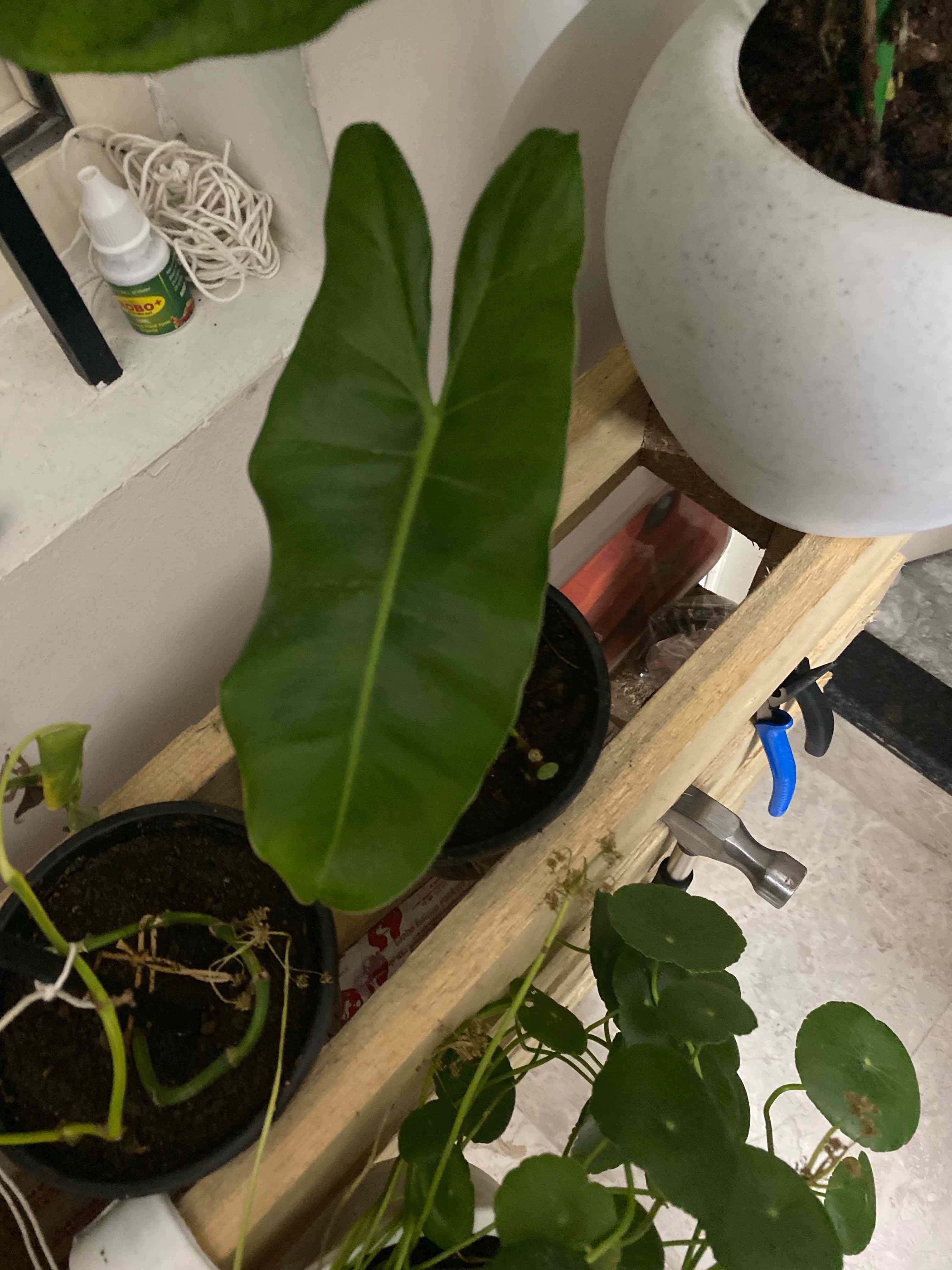 Green Arrow-Arum plant with a prominent green leaf in a pot. Soil is visible.