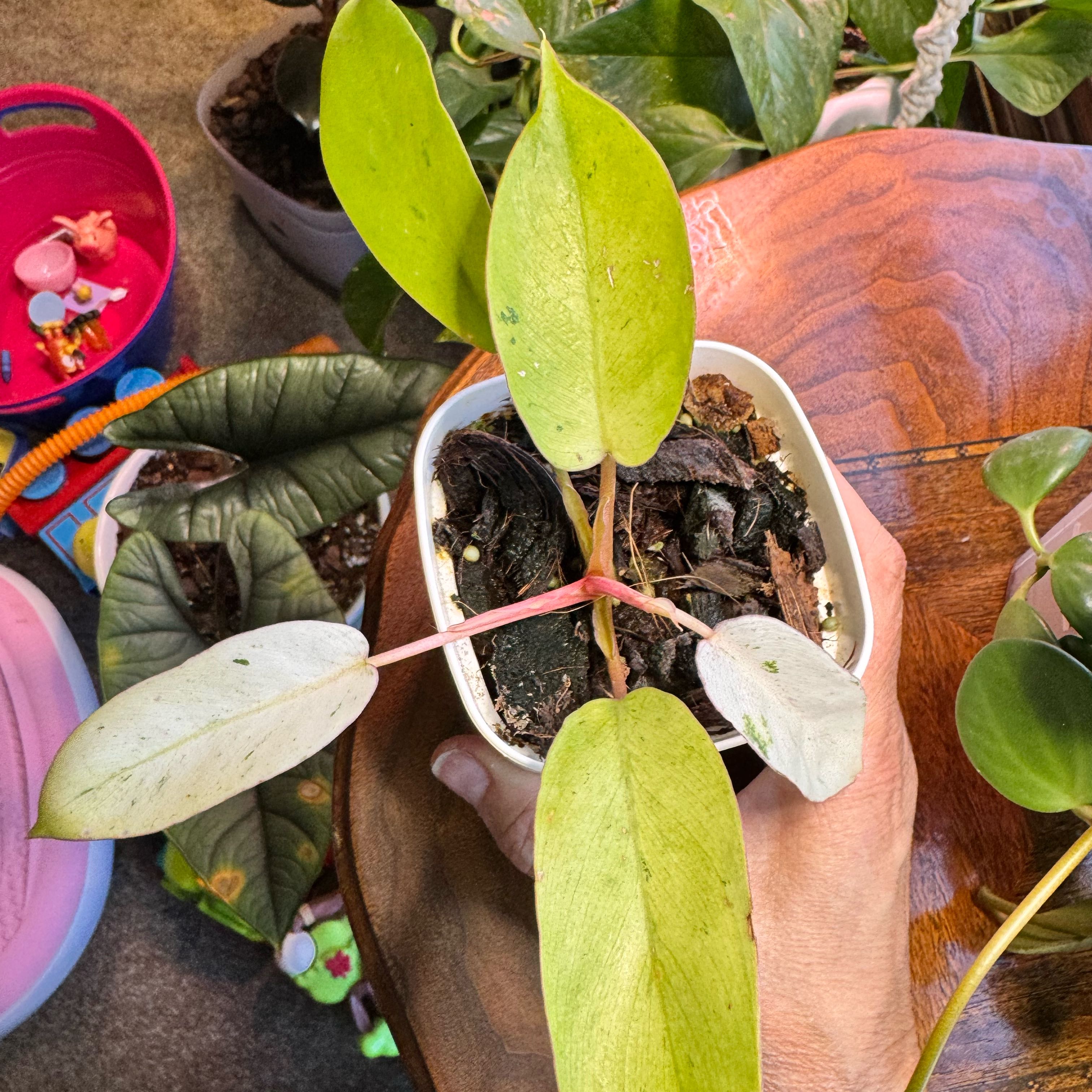 Photo of the plant species Philodendron Snowdrift by @WellknownWeed90 named Sahara on Greg, the plant care app