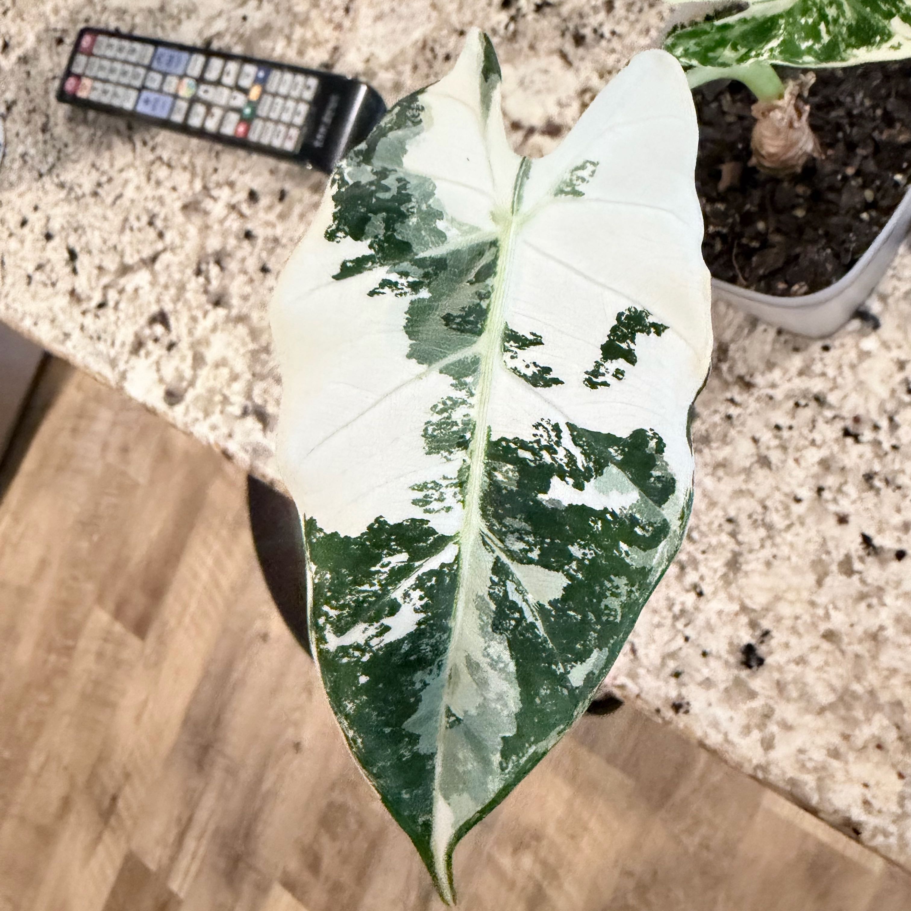 Photo of the plant species Alocasia Frydek by @WellknownWeed90 named Mando on Greg, the plant care app
