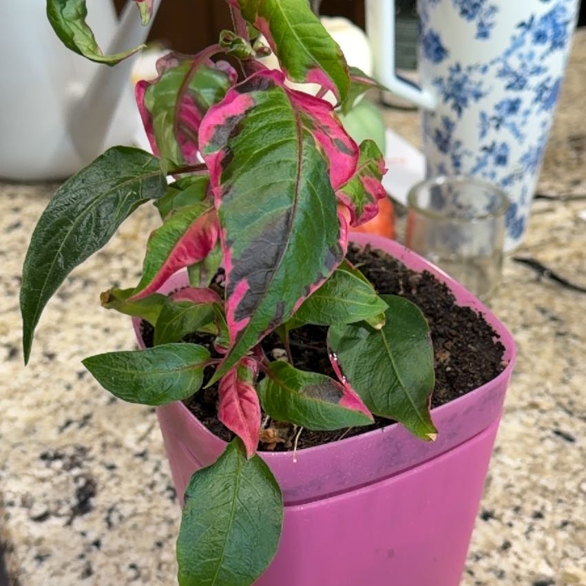 Photo of the plant species Party Time Alternanthera by @WellknownWeed90 named Prince on Greg, the plant care app