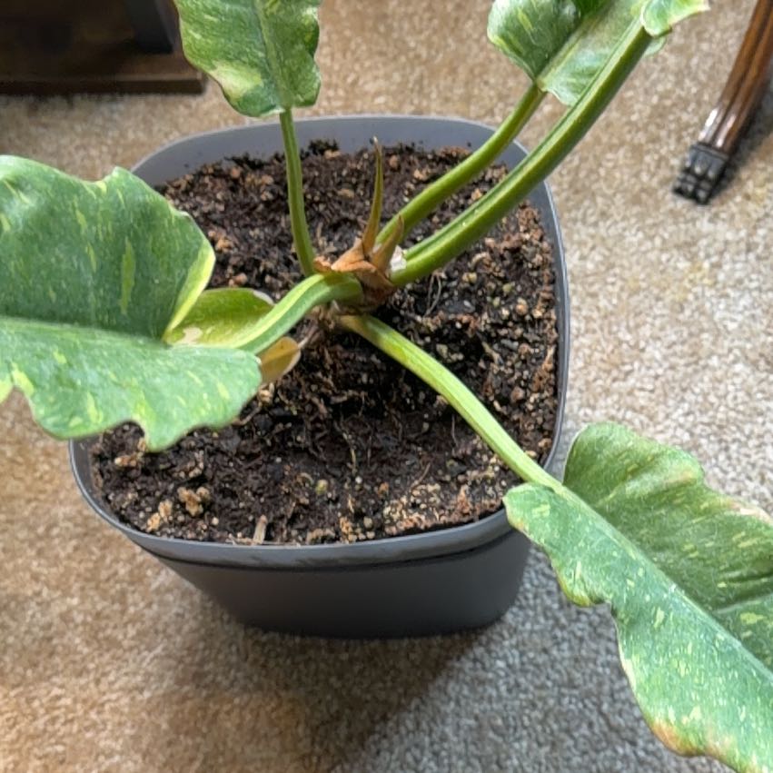 Photo of the plant species Philodendron Ring Of Fire by @WellknownWeed90 named Captain Plant-it on Greg, the plant care app