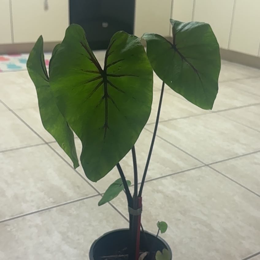 Photo of the plant species Alocasia 'Imperial Red' by @BabyMangeao81 named Ramses on Greg, the plant care app
