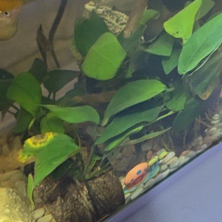 Photo of the plant species Anubias Barteri by @FlavorfulTule37 named Wall-E on Greg, the plant care app