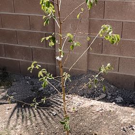 Photo of the plant species Honeycrisp apple tree by @WorldlyZinnia87 named da Vinci on Greg, the plant care app