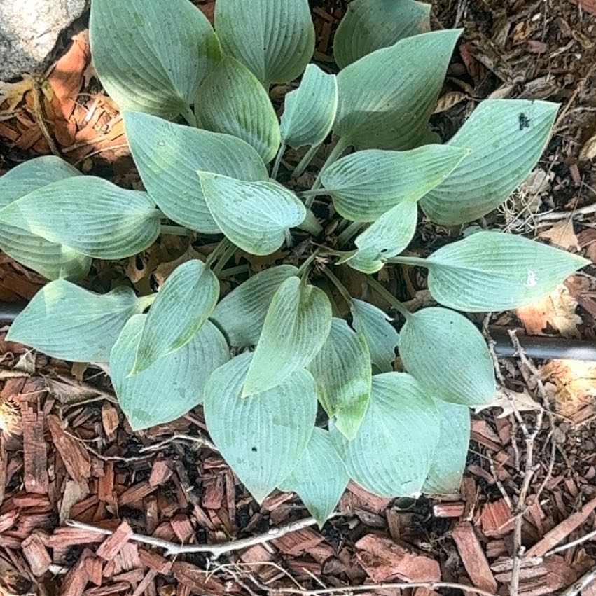 Photo of the plant species Hosta by @Lts1994 named Lebron on Greg, the plant care app