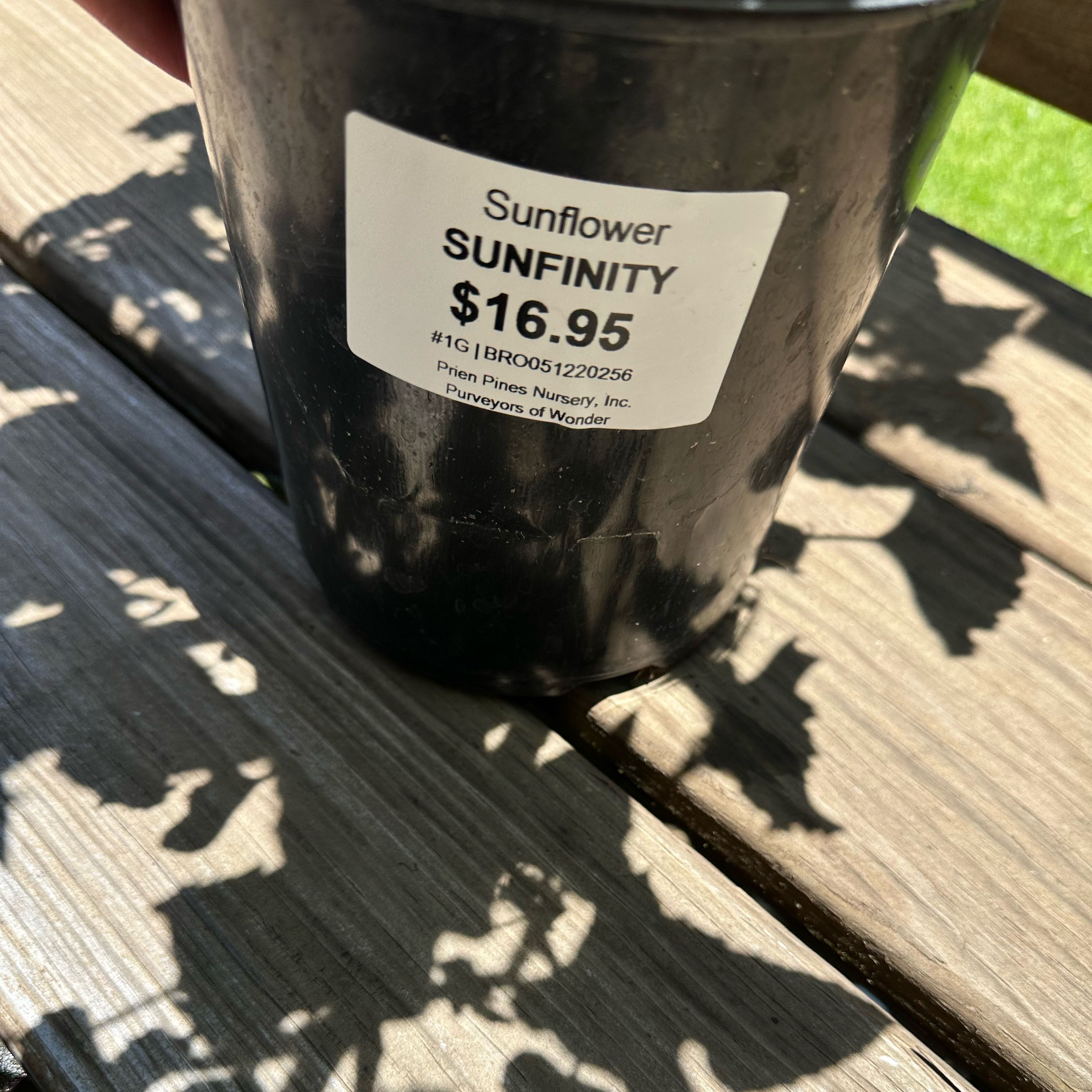 Photo of the plant species Sunfinity Sunflower by @ProCentro64 named Sunny on Greg, the plant care app