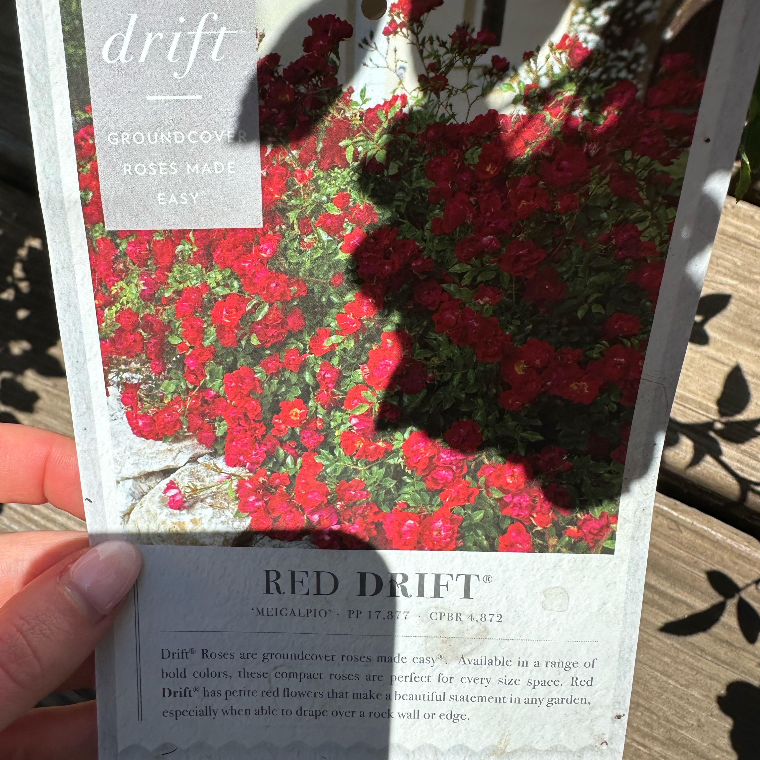 Photo of the plant species Red Drift Rose by @ProCentro64 named Rosa on Greg, the plant care app