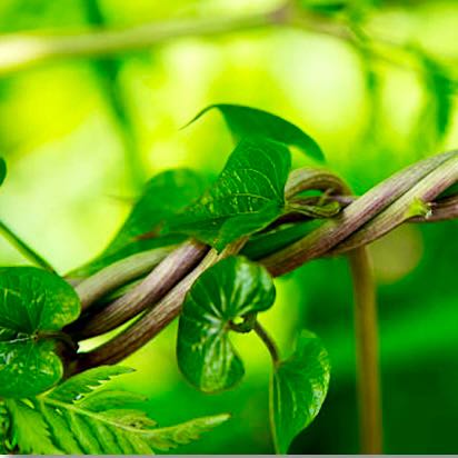 Photo of the plant species Black Bryony by @DreamyDeerbrush named Bella on Greg, the plant care app