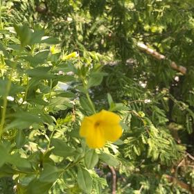 Photo of the plant species Primrose Jasmine by @KeenBagpod18 named Harmony on Greg, the plant care app