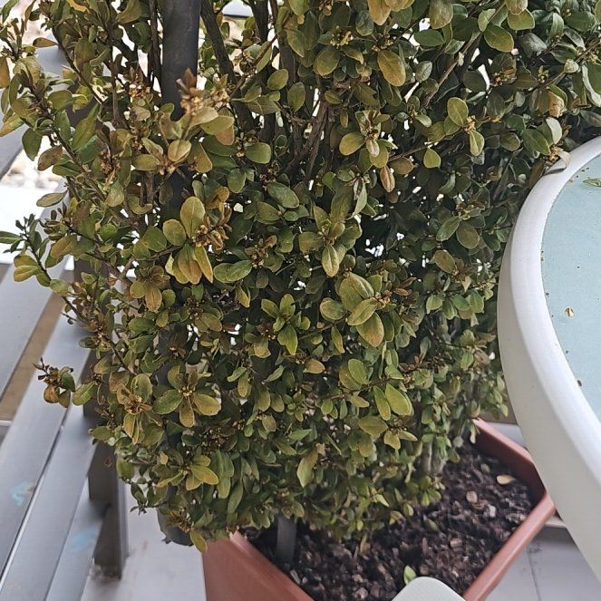 Photo of the plant species Japanese Holly 'Carolina Upright' by @PetSkimmia88 named Aristotle on Greg, the plant care app