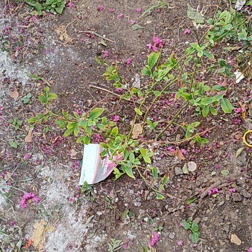 Photo of the plant species Blueberry Bush by @PristineWoreya1 named Fernie Mac on Greg, the plant care app