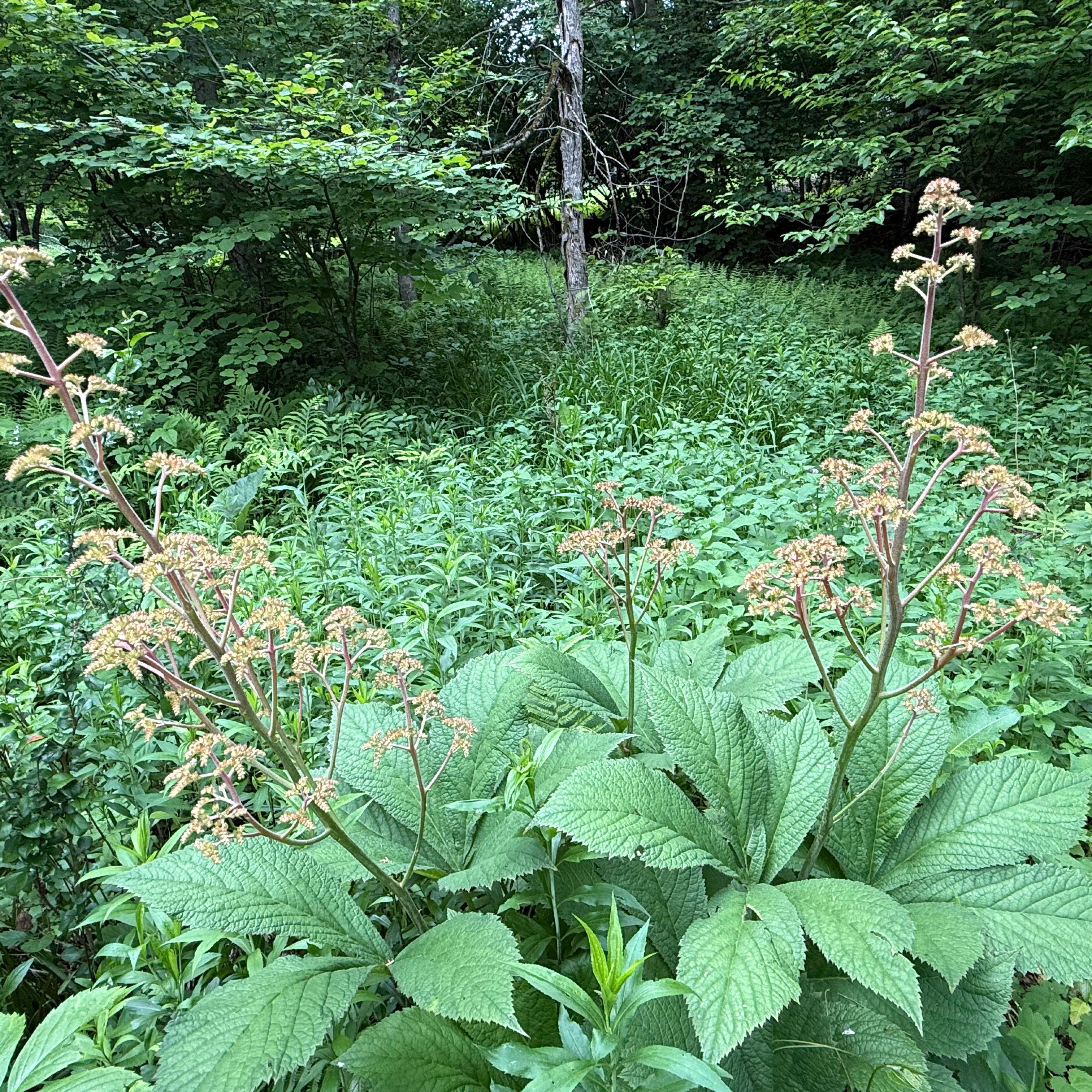 Photo of the plant species Rodgersia by @ProSunstar57 named Rodgersia on Greg, the plant care app