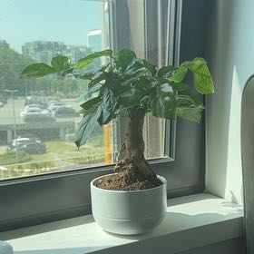 Photo of the plant species Fuchsia 'Frau Hilde Rademacher' by @EarthlySiricote named McKinley on Greg, the plant care app