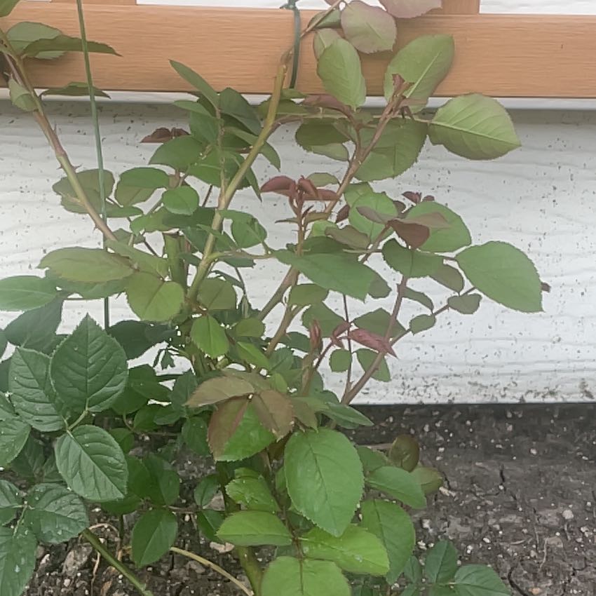 Photo of the plant species James Galway Rose by @SilkyPotatotree named Taylor Swift on Greg, the plant care app