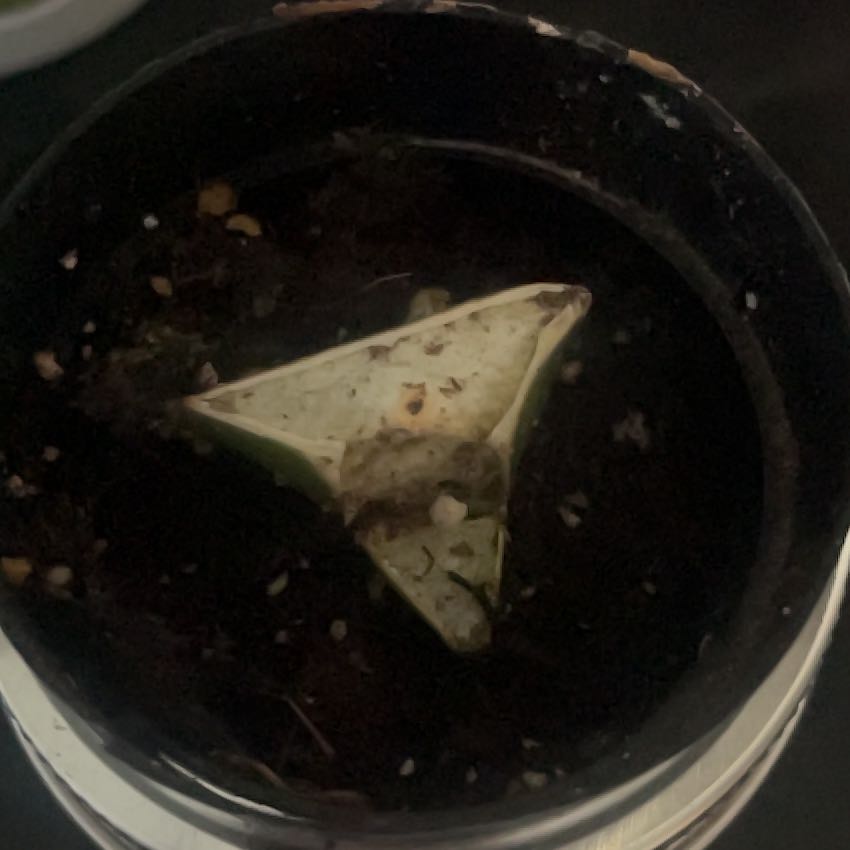 Photo of the plant species Grafted Cactus by @DearAnahaw15 named Cleopatra on Greg, the plant care app