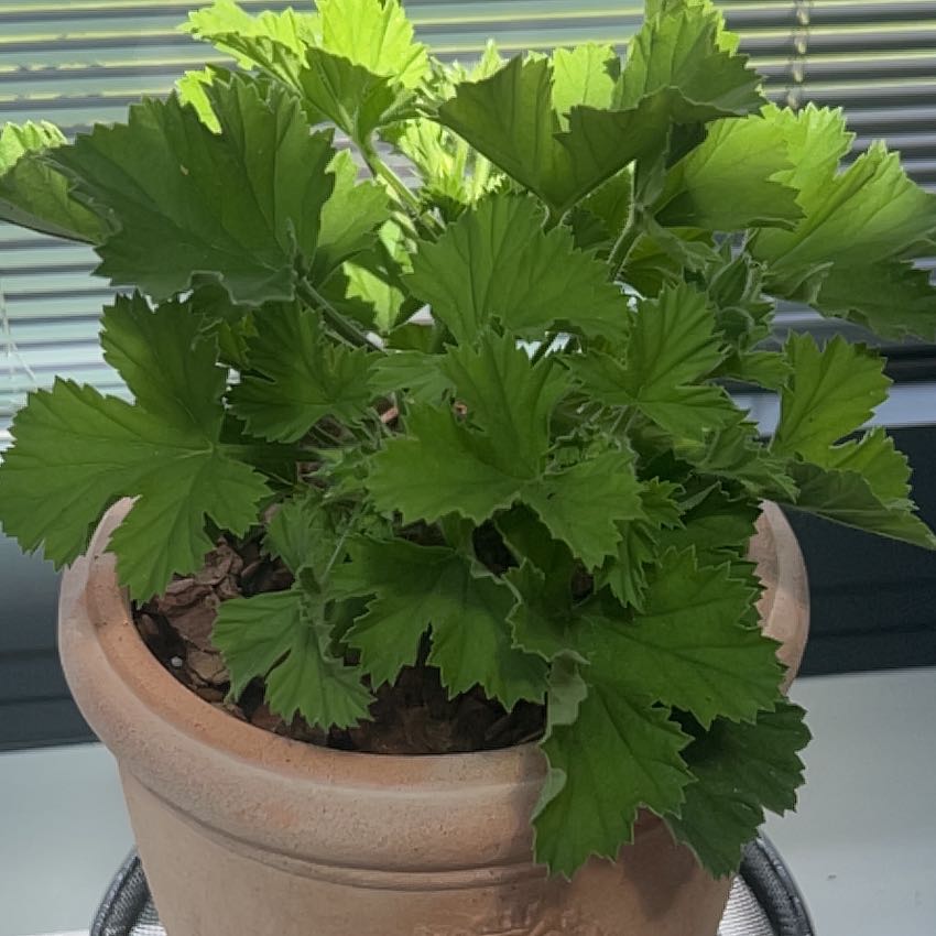 Photo of the plant species Muškát by @BullishCobnut76 named Sahara on Greg, the plant care app