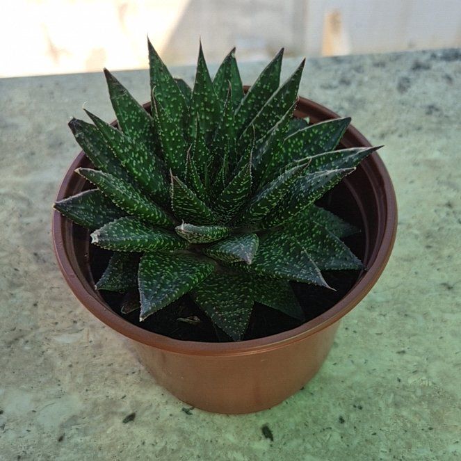 Photo of the plant species Aloe Gasteria Durban by @CleanPandan47 named Mochi on Greg, the plant care app
