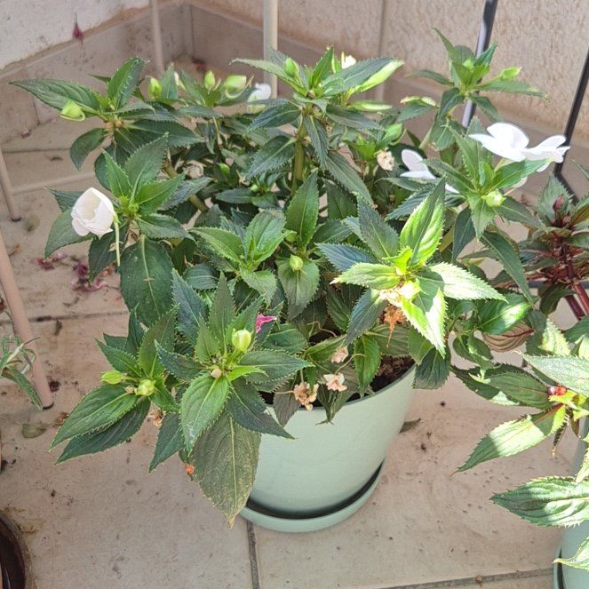 Photo of the plant species SunPatiens by @CleanPandan47 named Winston on Greg, the plant care app