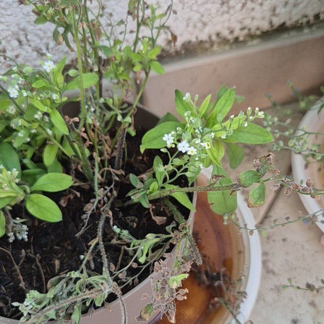 Photo of the plant species Dwarf Forget Me Not by @CleanPandan47 named Coco on Greg, the plant care app