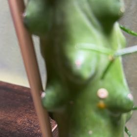 Photo of the plant species Boobie Cactus by @AngelicChives53 named Figyonce on Greg, the plant care app