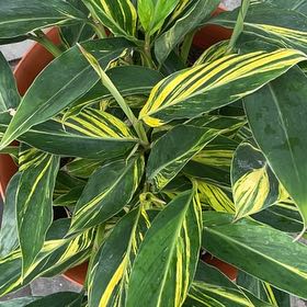 Photo of the plant species Variegated Shell Ginger by @gemess10 named Ginnie on Greg, the plant care app