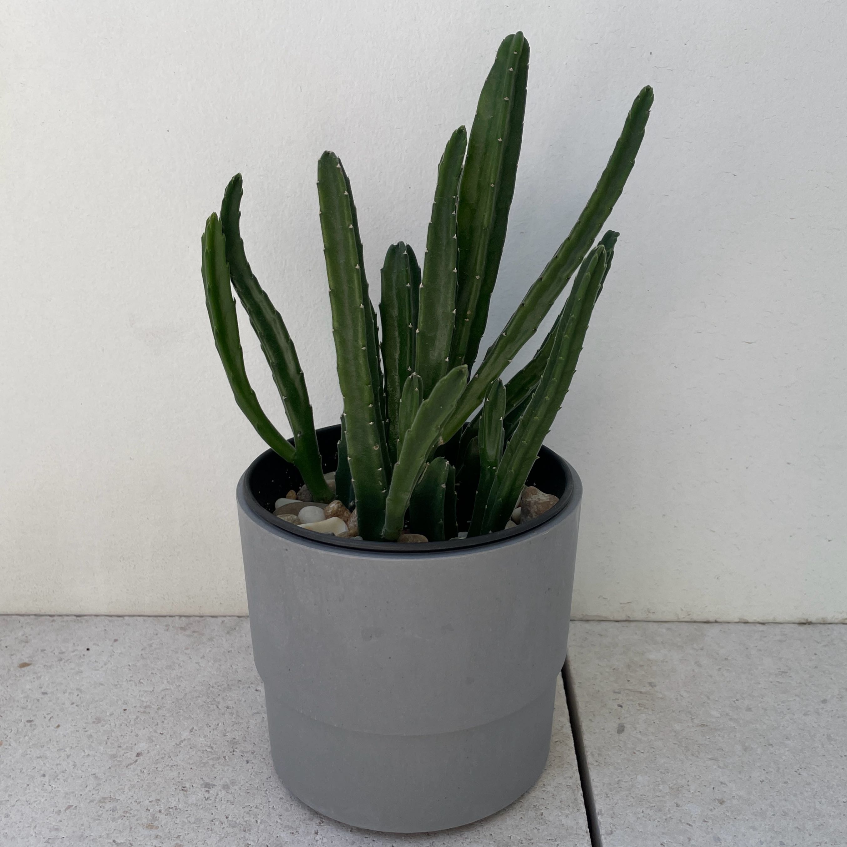 Photo of the plant species Black Bells by @FerventMarimo named Bodhi on Greg, the plant care app