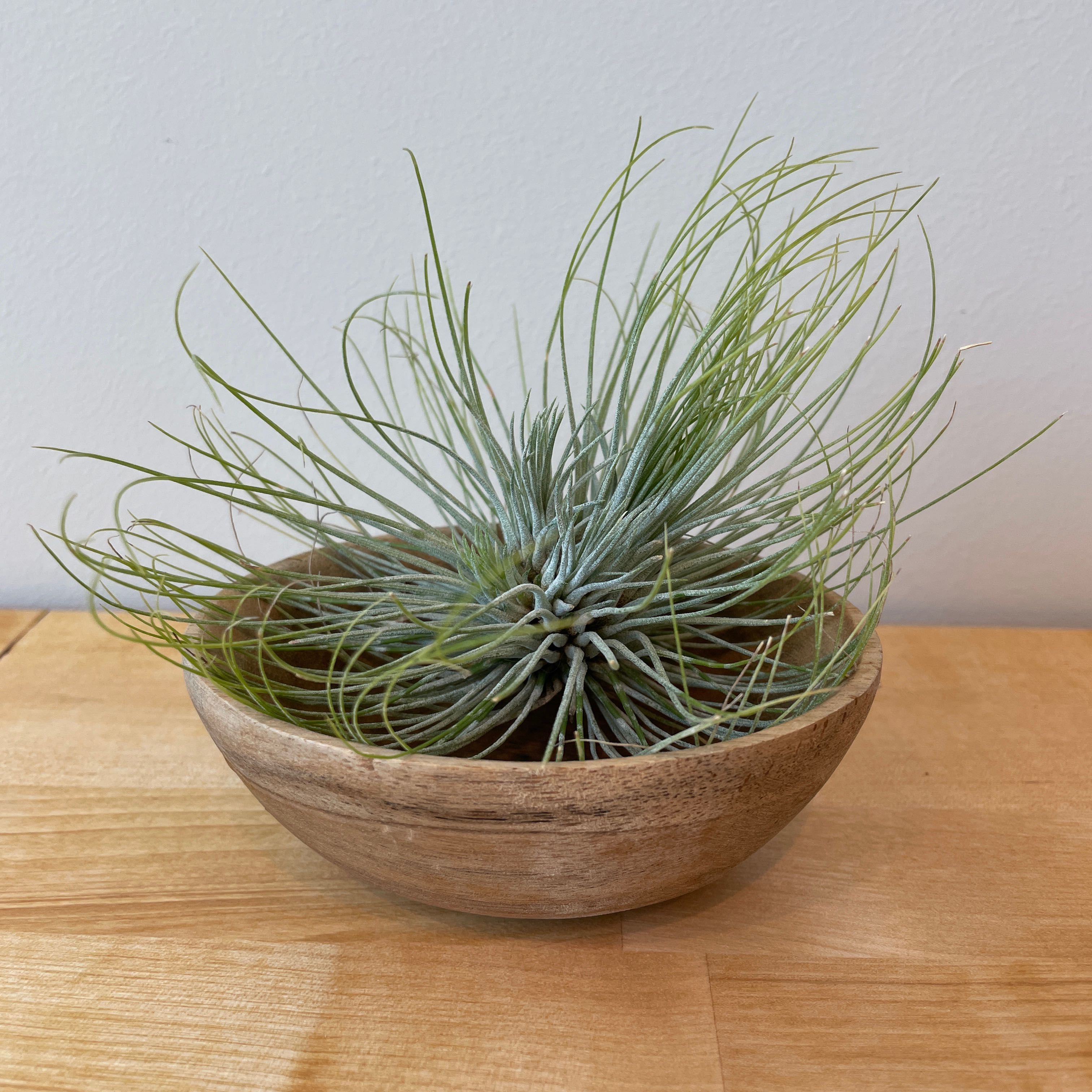 Photo of the plant species Tillandsia magnusiana Air Plant by @FerventMarimo named Scarlett on Greg, the plant care app