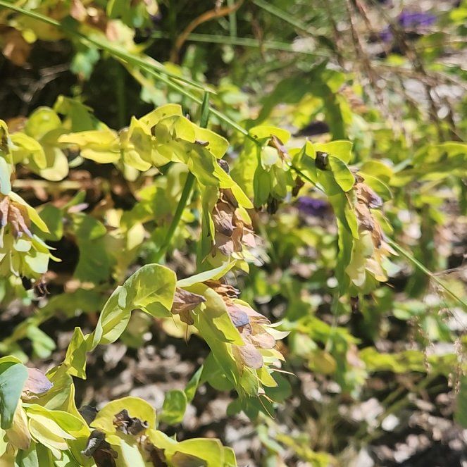 Photo of the plant species Great Honeywort by @AtypicalRye79 named Bigleef Smalls on Greg, the plant care app