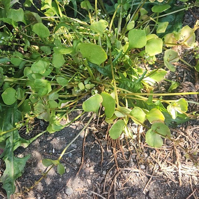 Photo of the plant species Indian Lettuce by @AtypicalRye79 named Maya on Greg, the plant care app
