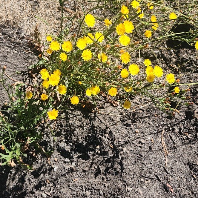 Photo of the plant species Common Fleabane by @AtypicalRye79 named Demi on Greg, the plant care app