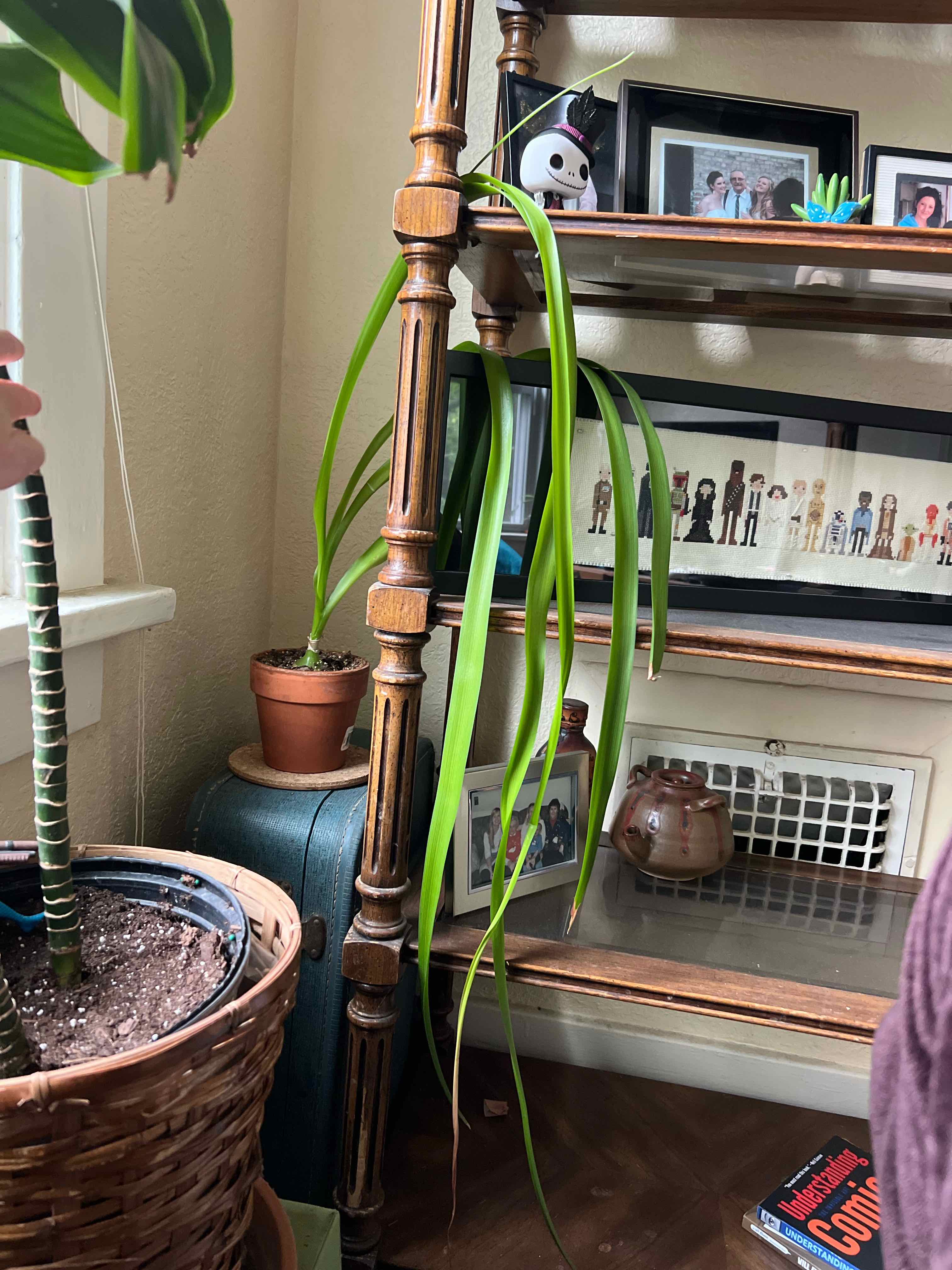 Photo of the plant species Pregnant Onion by @angi named Fauxnion on Greg, the plant care app