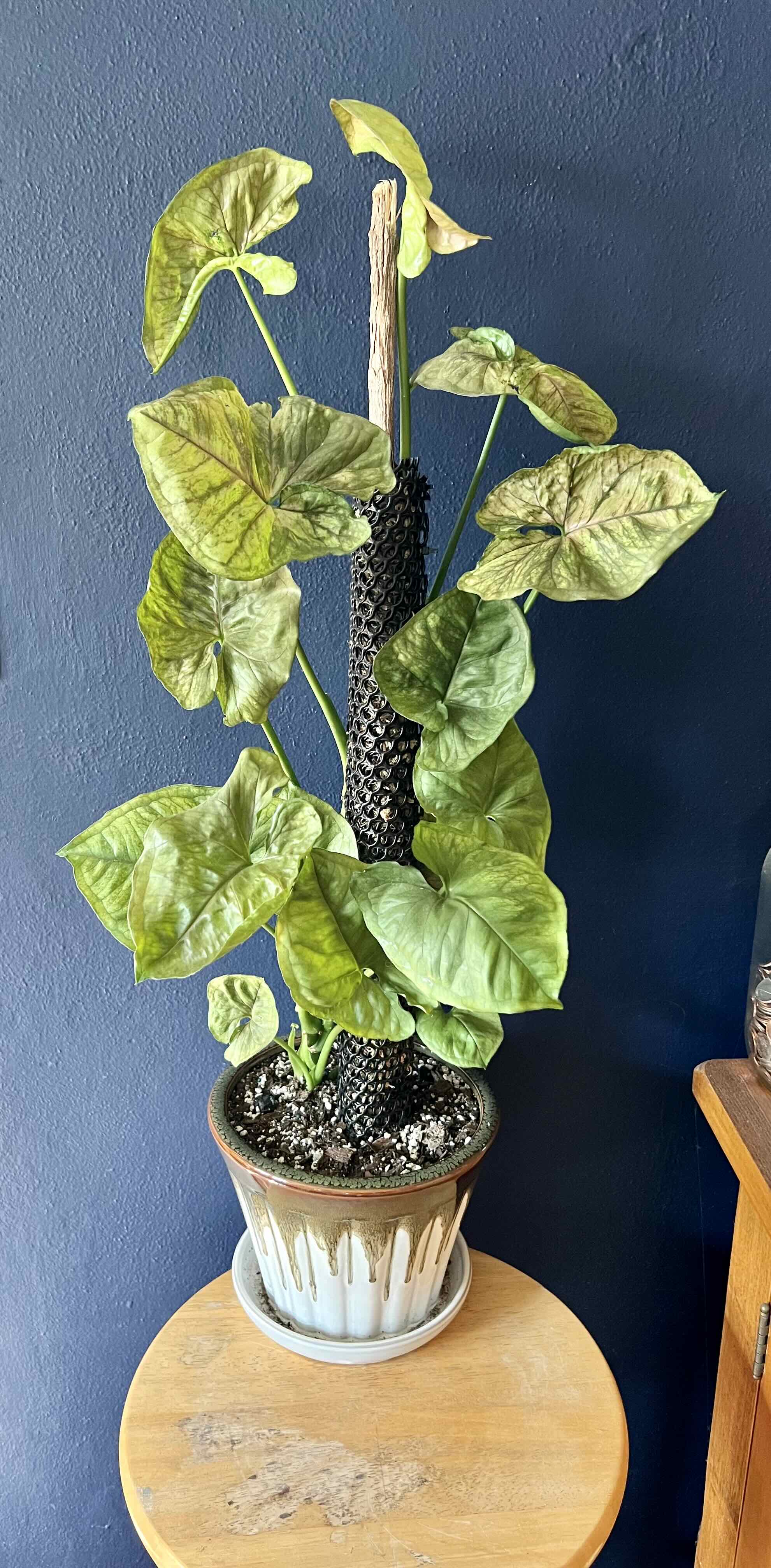 Photo of the plant species Roxana Arrowhead Plant by @angi named Mr. Wilty Pants on Greg, the plant care app
