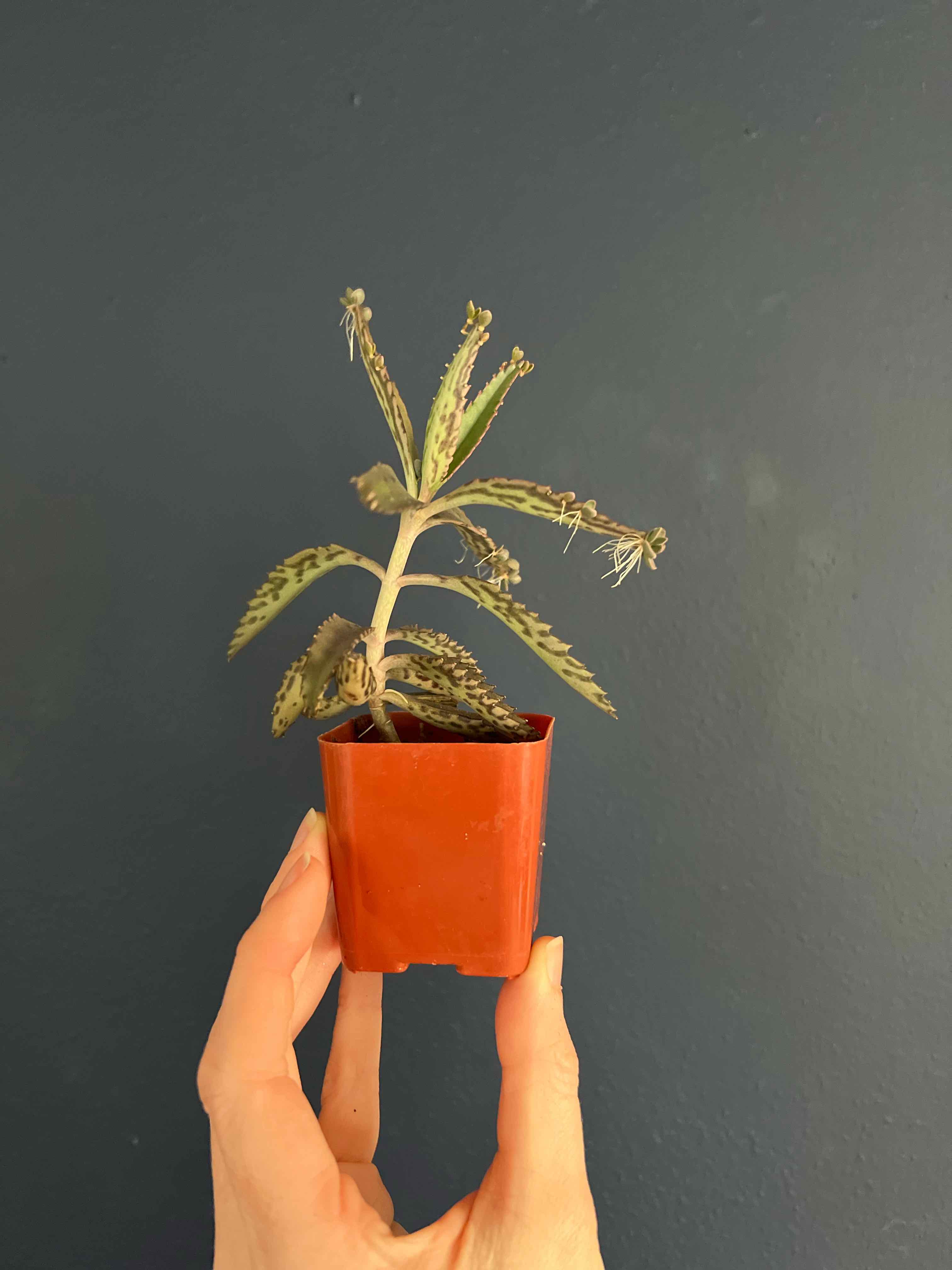 Kalanchoe 'Pink Butterflies' plant in a red pot held by a hand.
