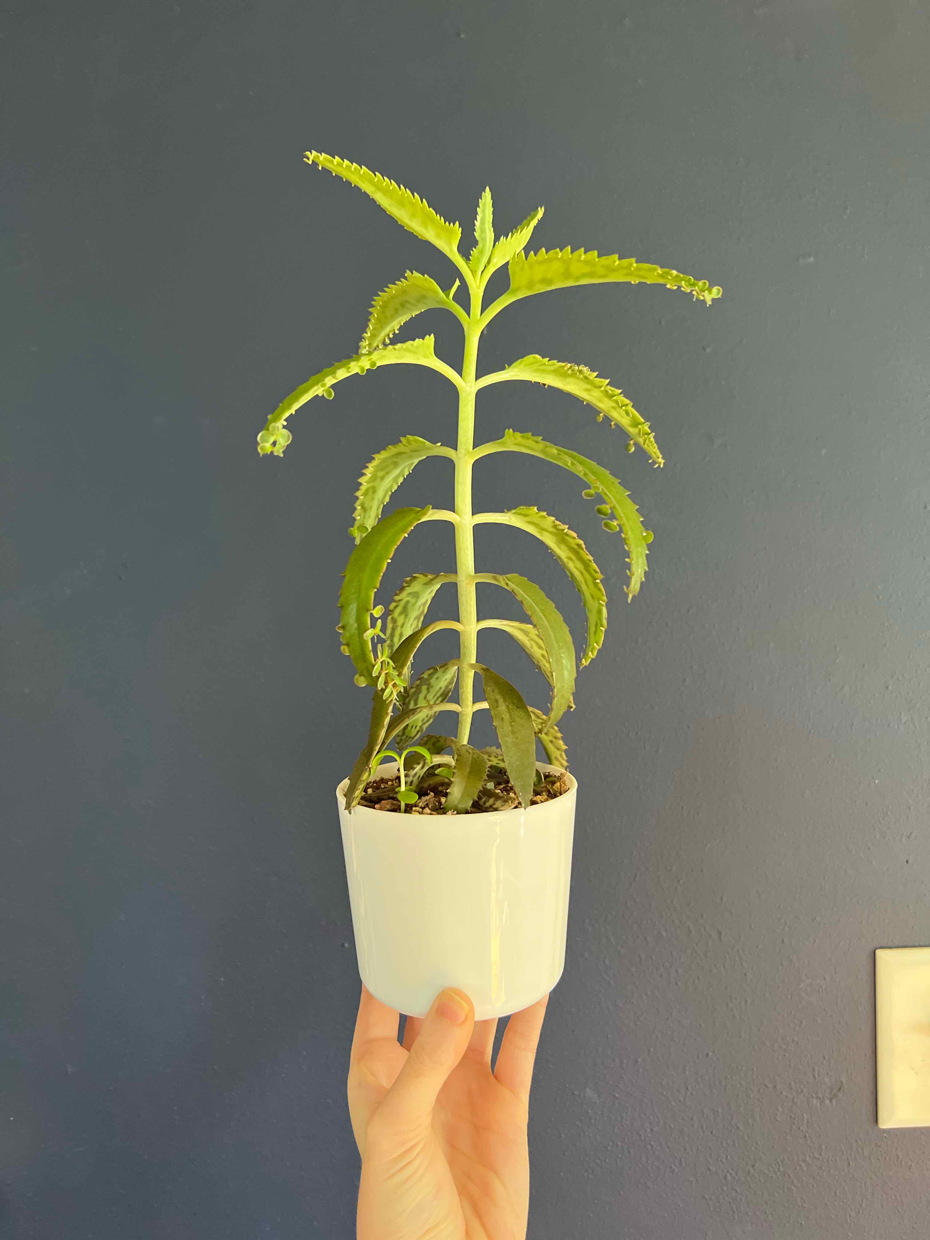 Kalanchoe 'Pink Butterflies' plant in a white pot held by a hand against a blue background.