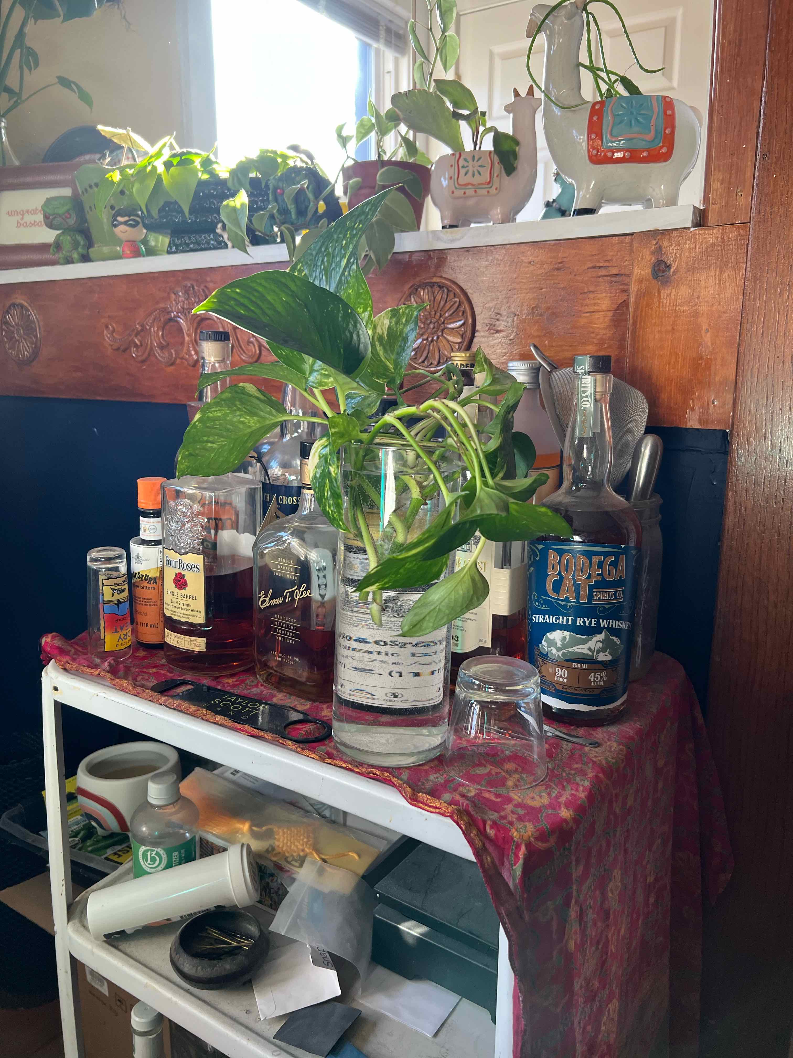 Taro Vine plant photo by @angi named Athena on Greg, the plant care app.