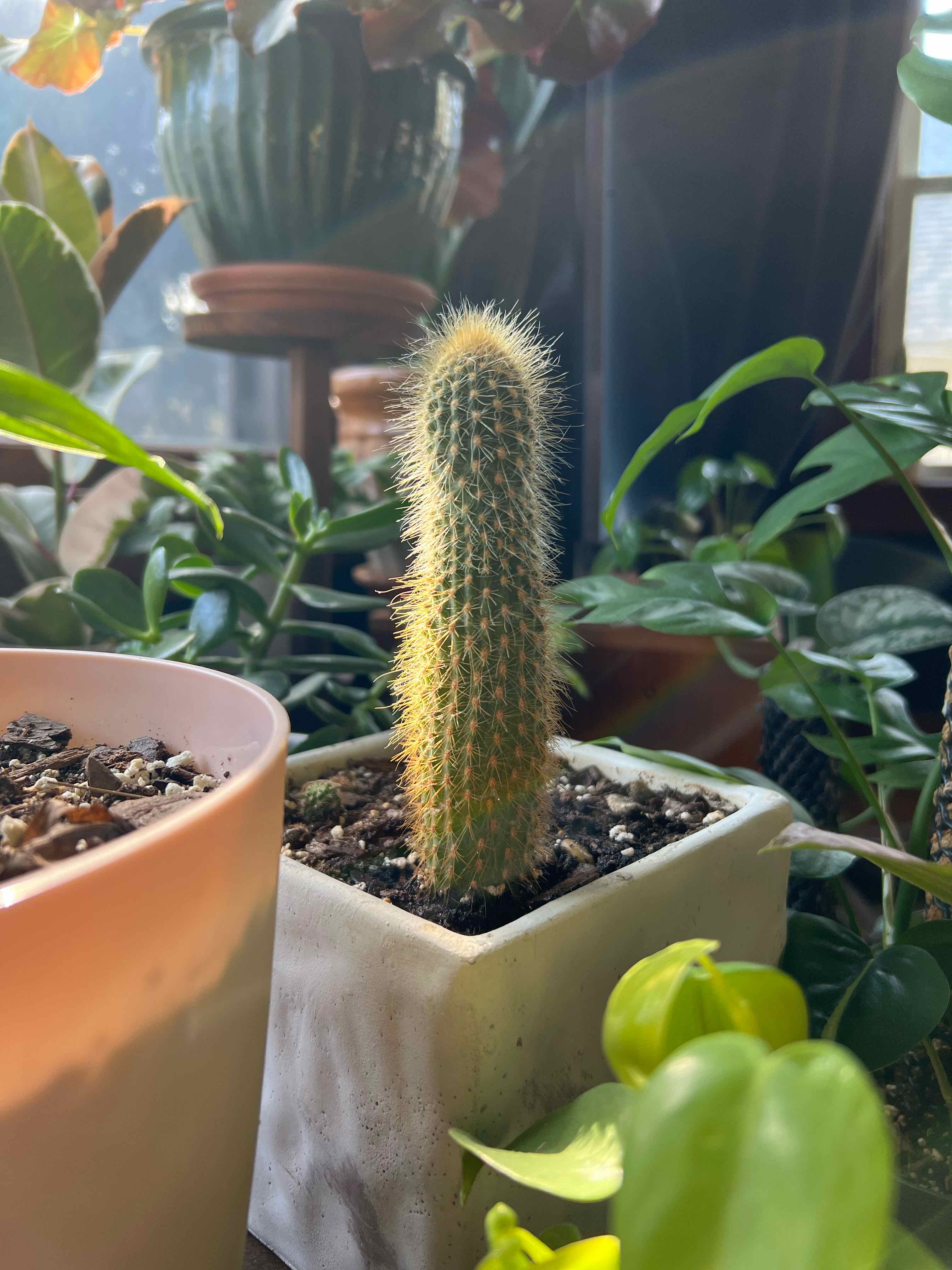 Spiny Pincushion Cactus in a white pot surrounded by other plants.