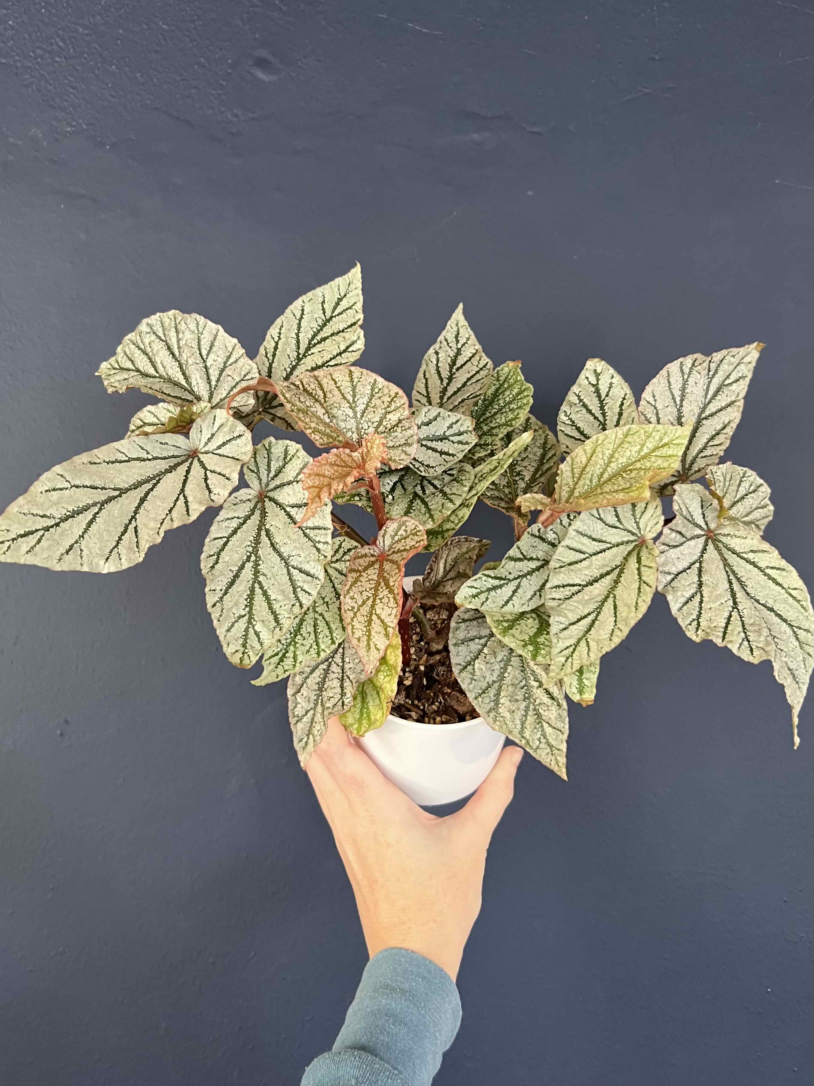 A healthy Angel Wing Begonia plant with patterned leaves held by a hand in a white pot.