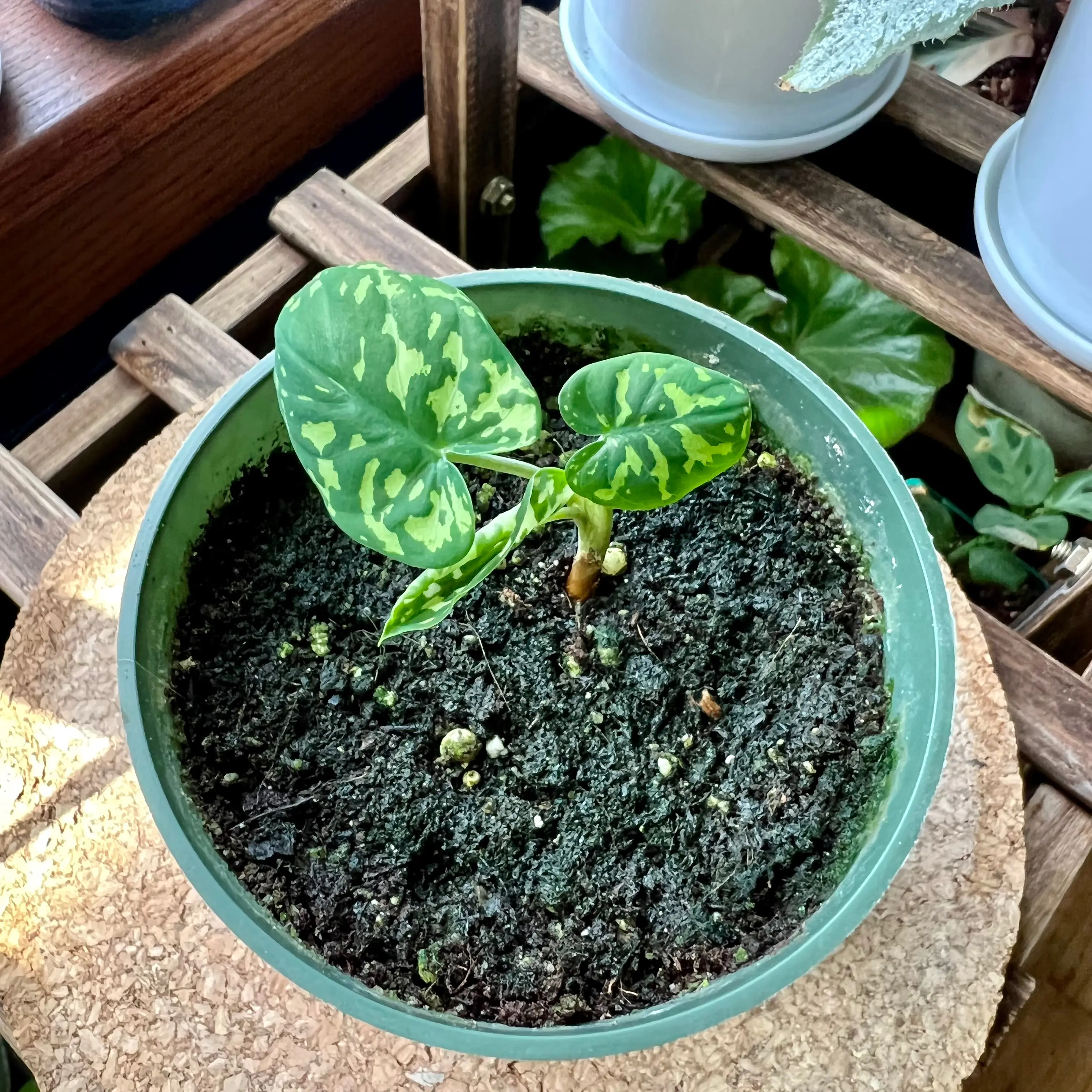 Caladium Hilo Beauty plant in a green pot with two variegated leaves.
