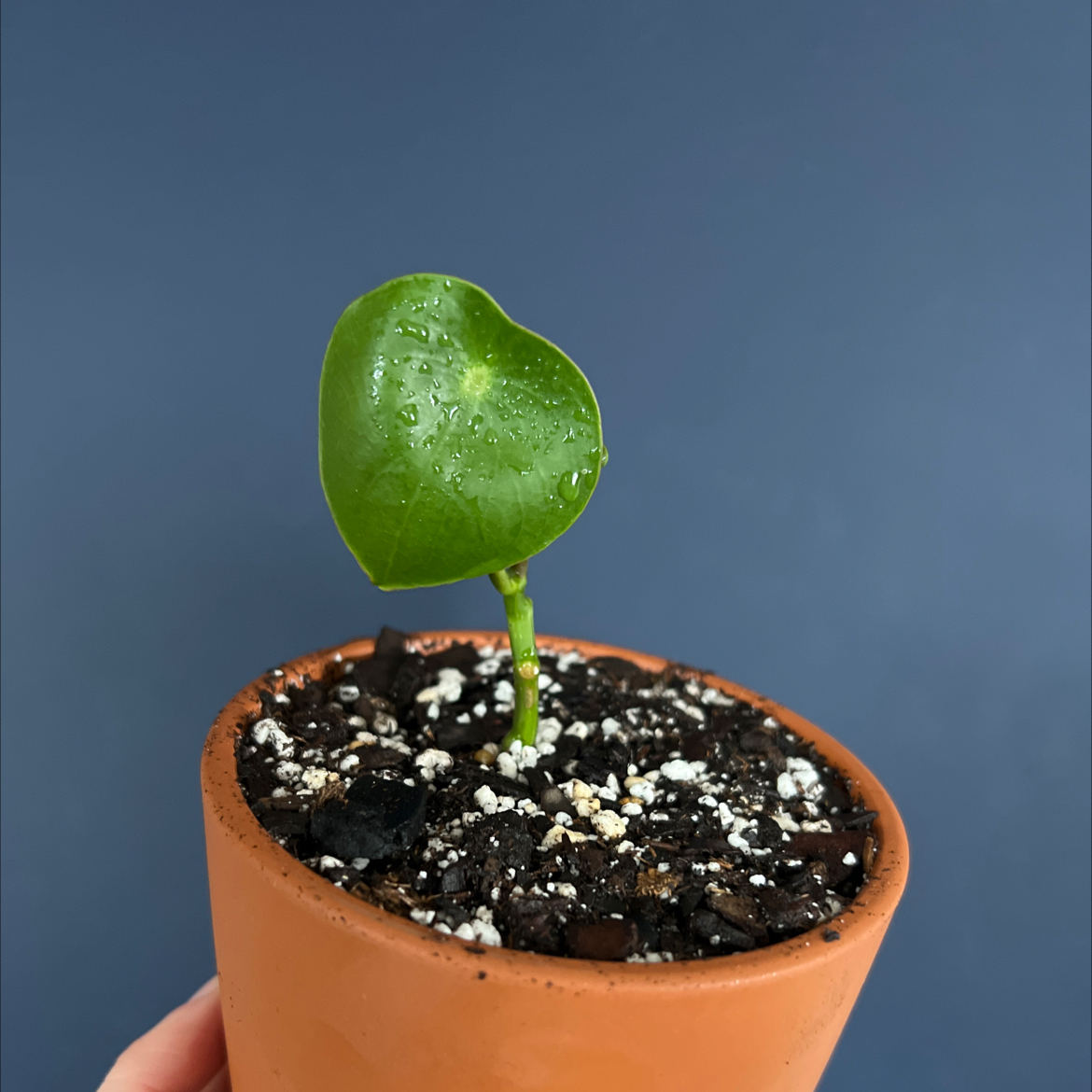 Raindrop Peperomia plant in a terracotta pot with a single green leaf and visible water droplets.