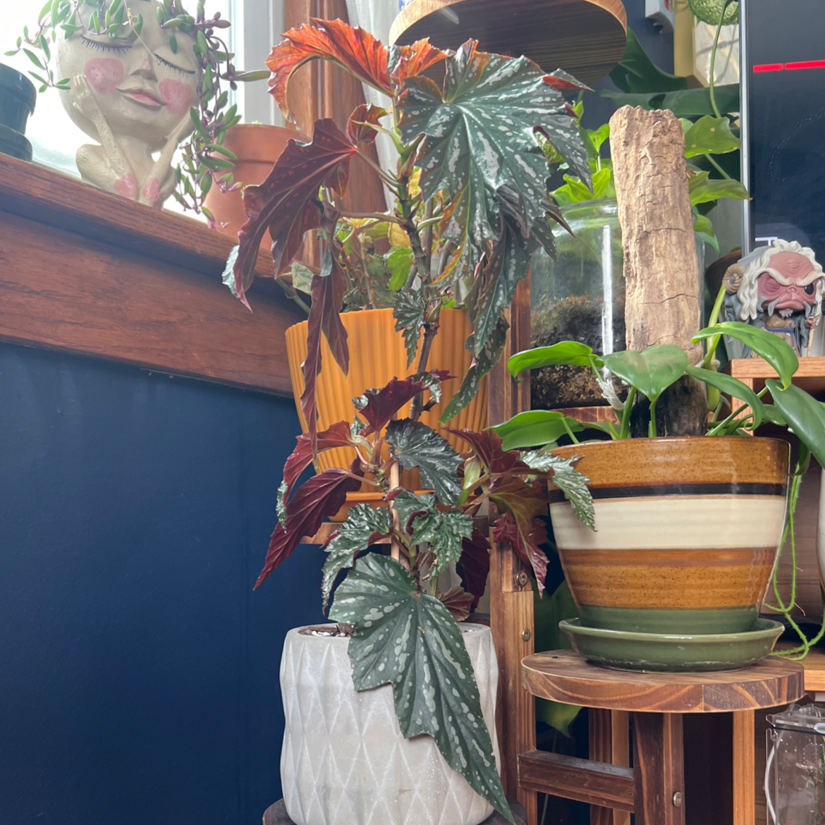 Begonia 'Gryphon' plant indoors in a decorative pot with some browning leaves.