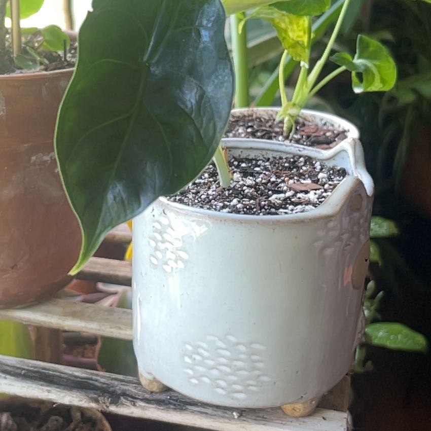 Photo of the plant species Green Unicorn by @angi named Unico on Greg, the plant care app