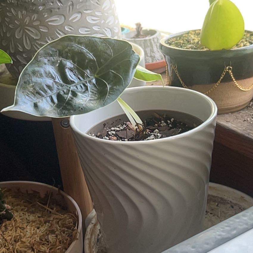 Photo of the plant species Alocasia Azlanii by @angi named Puff on Greg, the plant care app