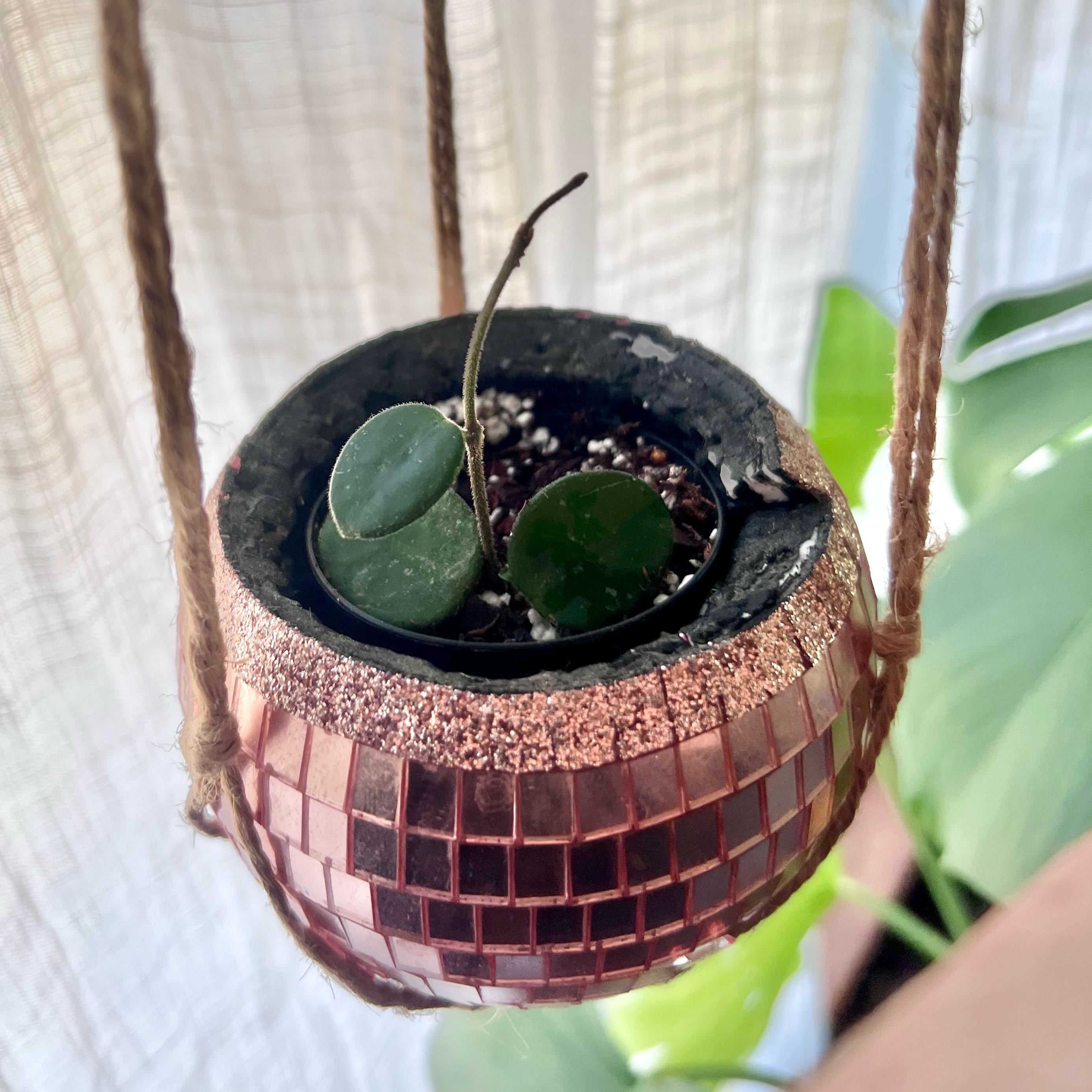 Photo of the plant species Waxplant by @angi named Matilda on Greg, the plant care app