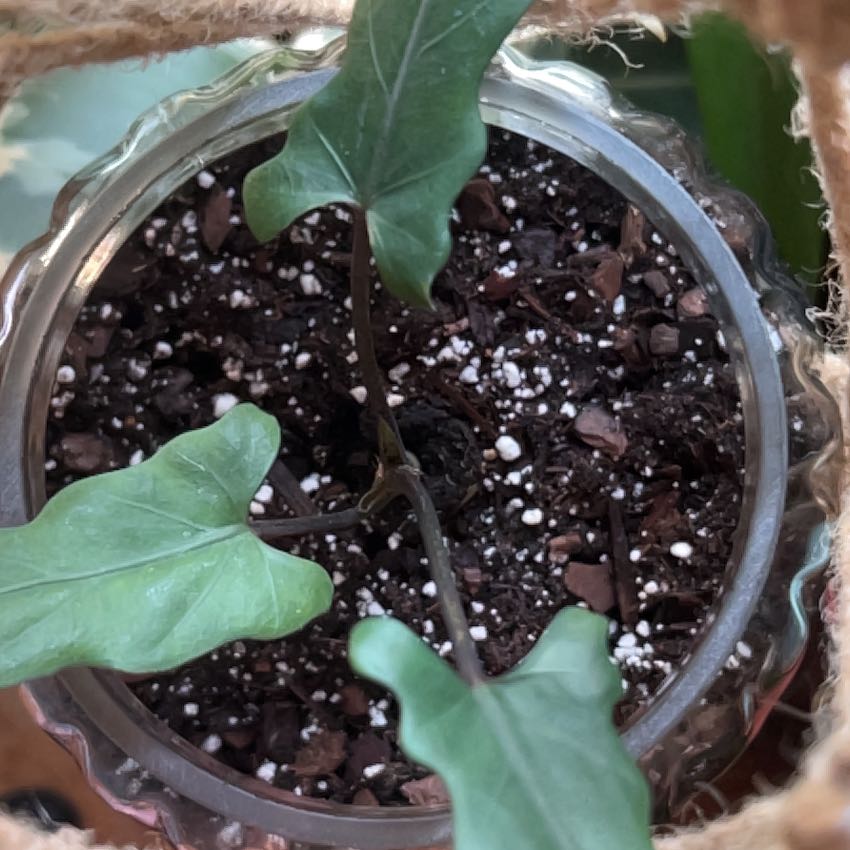 Photo of the plant species Purple Sword by @angi named Forrest on Greg, the plant care app