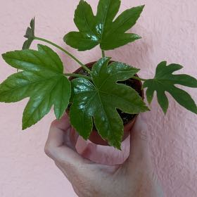 Photo of the plant species Fatsia Japonica Spider Web by @angi named Elvira on Greg, the plant care app