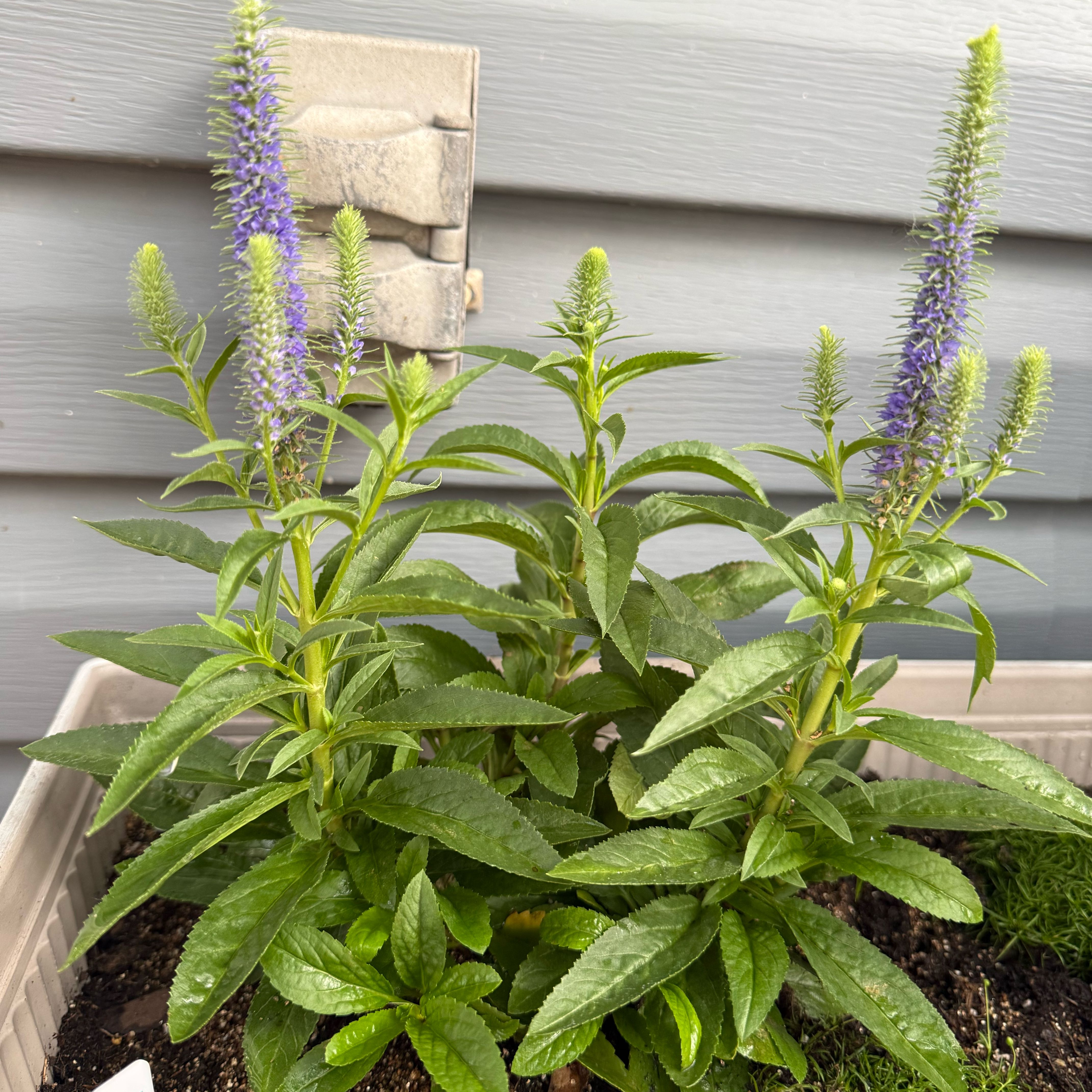 Photo of the plant species Spike Speedwell by @SirBorage87 named Elina on Greg, the plant care app
