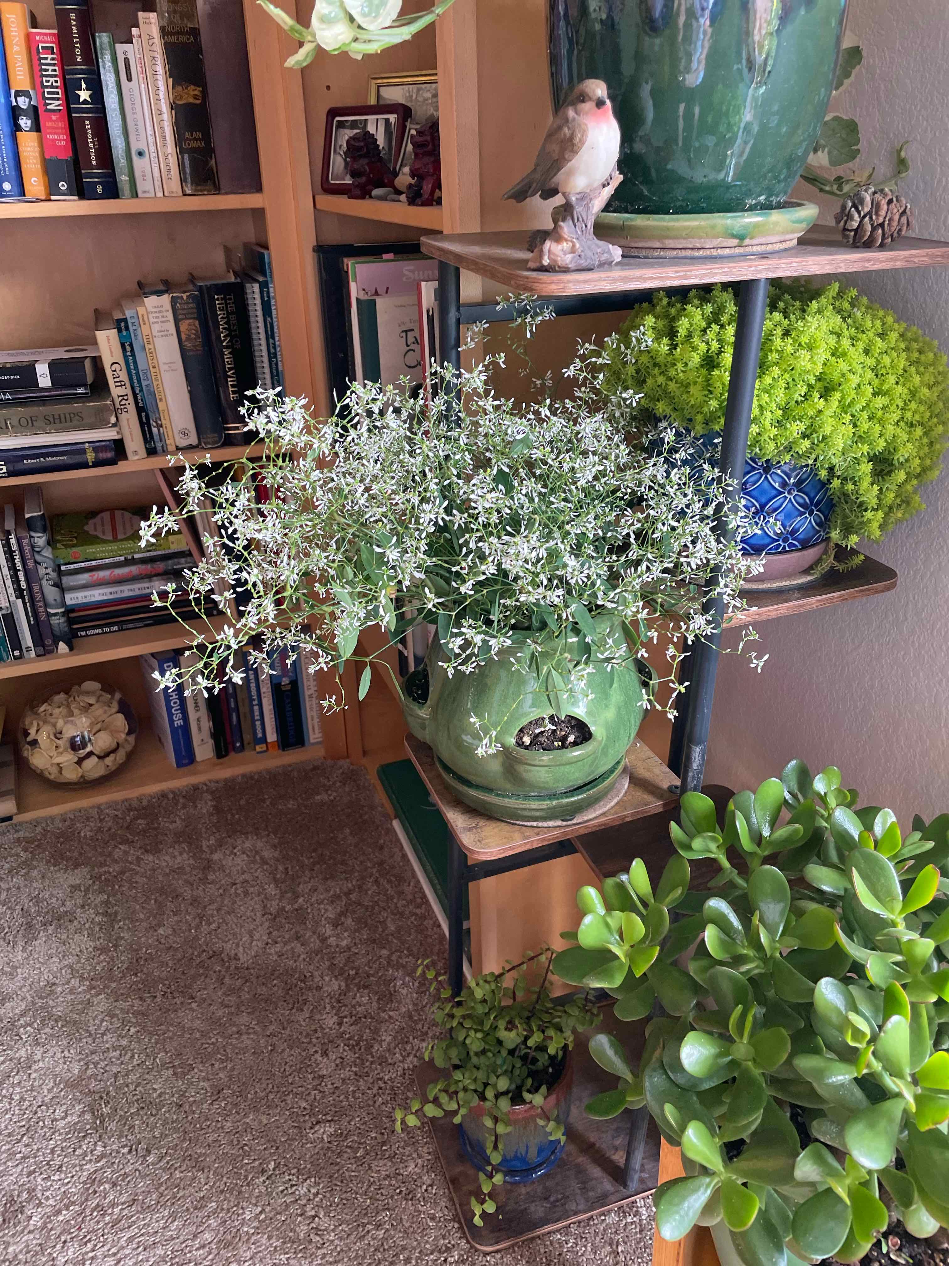 Photo of the plant species Euphorbia 'Diamond Frost' by @spanker named Anne on Greg, the plant care app