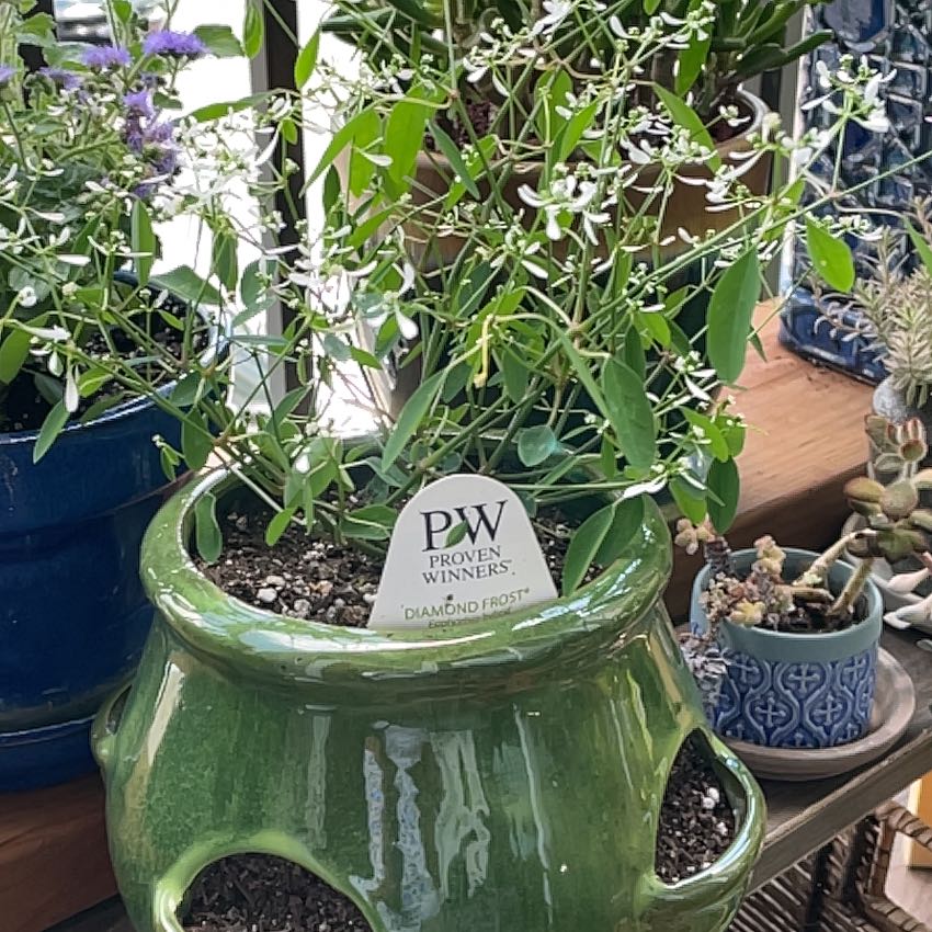 Photo of the plant species Euphorbia 'Diamond Frost' by @spanker named Anne on Greg, the plant care app